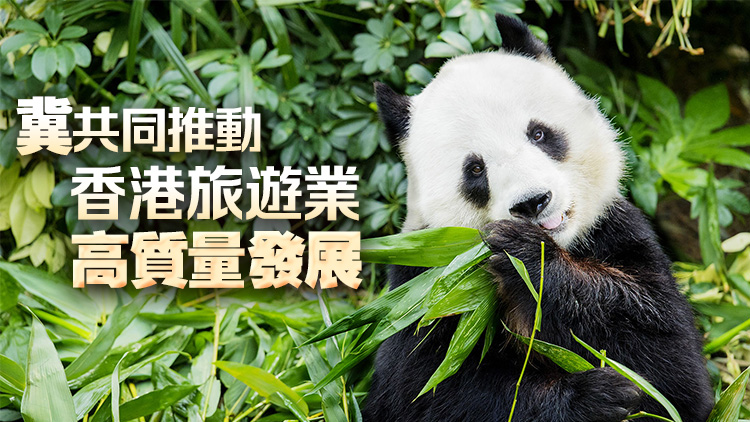 民建聯感謝中央再送贈香港大熊貓