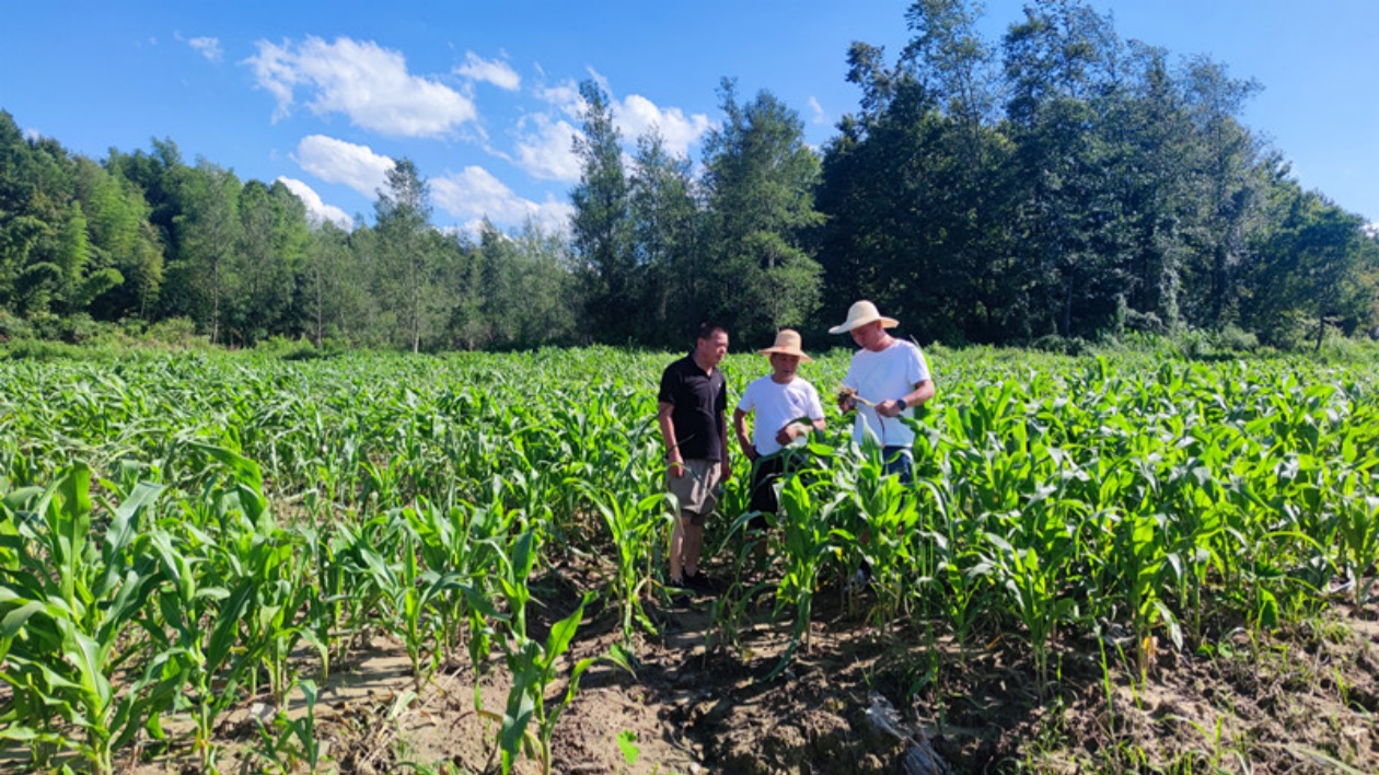 【黃山恢復重建進行時】技術到田促補種改種  黟縣農業生產災後恢復加速