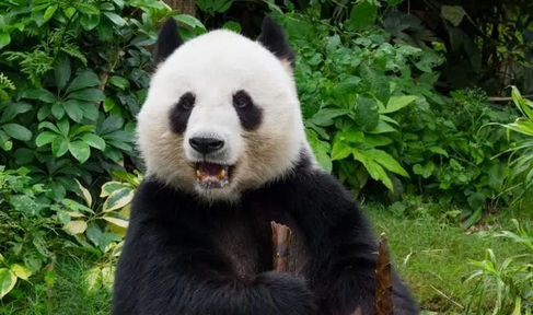 李家超周日訪問四川 商討中央贈港大熊貓安排