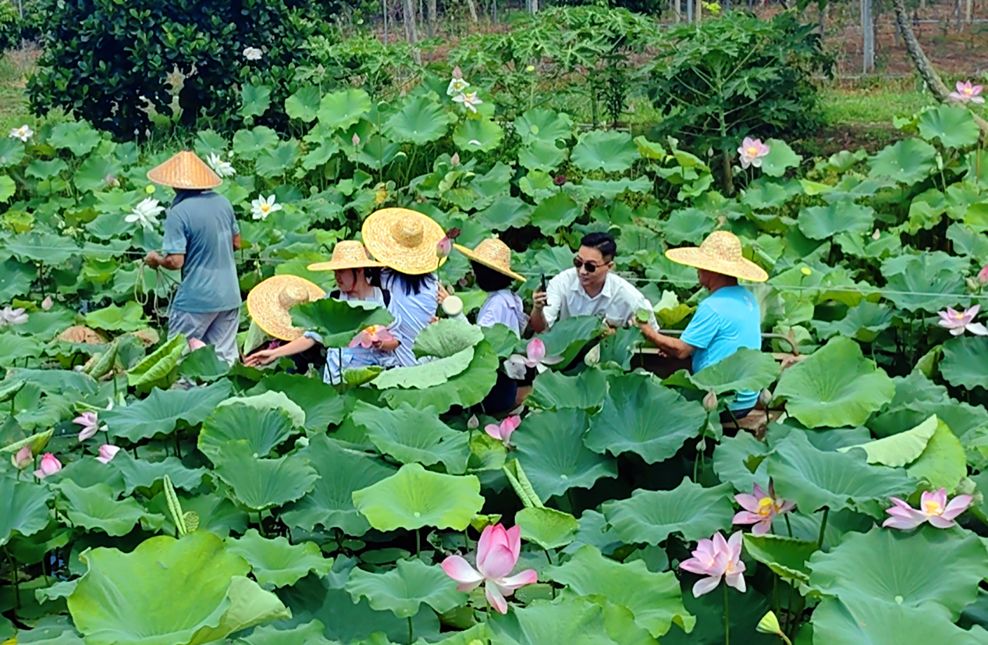 「四季金灣·果然有趣」 港珠澳媒體走進珠海金灣體驗農旅融合發展新貌