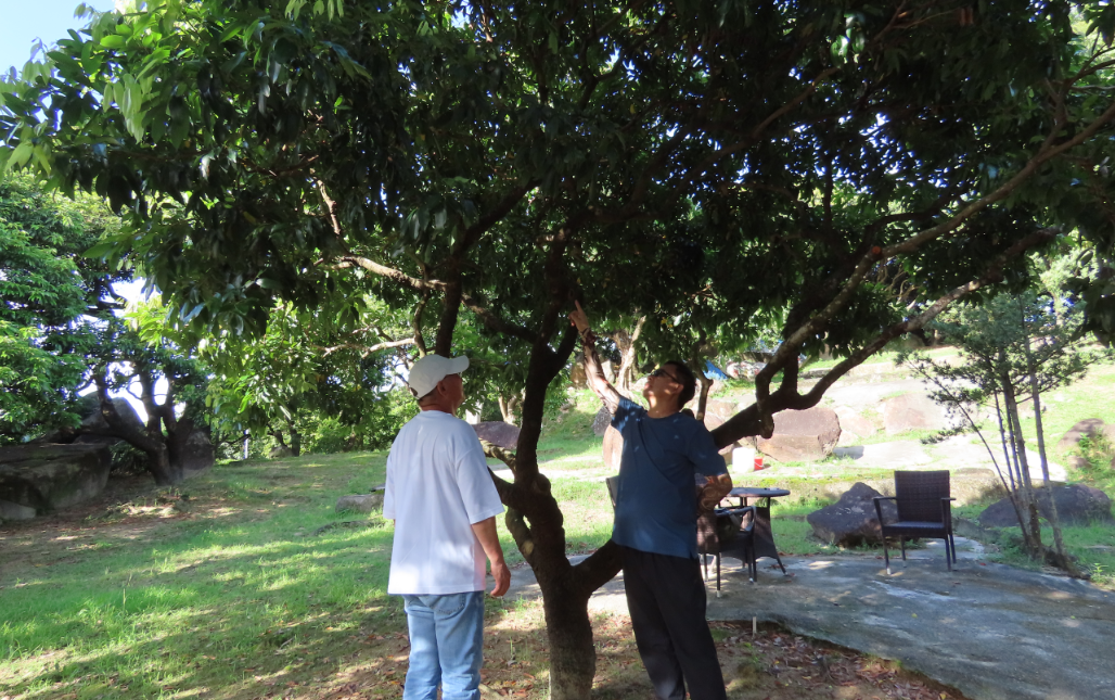 港產荔枝首錄零產量
