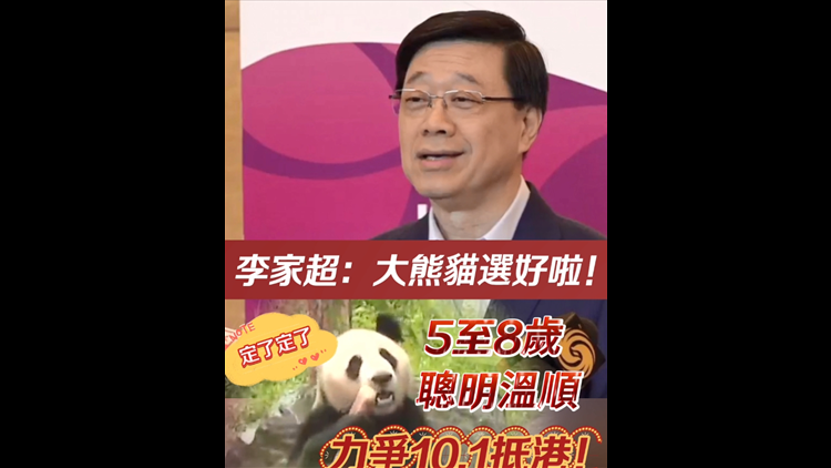 有片｜李家超：大熊貓選好啦！5至8歲 聰明溫順 力爭10.1抵港！