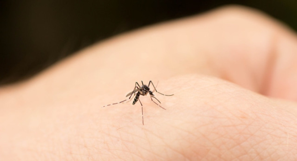 本港錄得兩宗登革熱個案 均為外地傳入