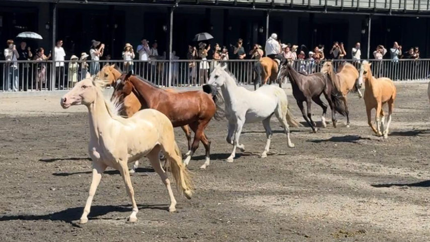 有片丨走進烏魯木齊 沉浸式體驗「馬上旅遊」新玩法
