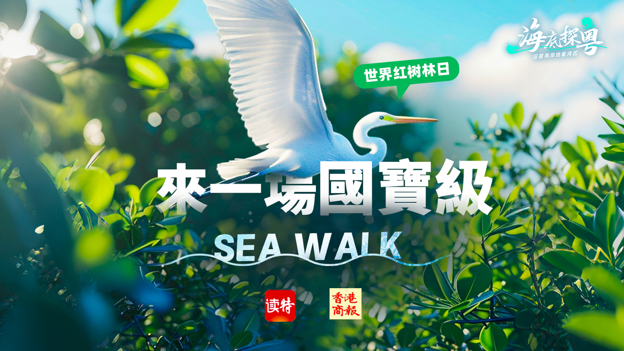 直播預告丨世界紅樹林日，來一場「國寶級」Sea Walk