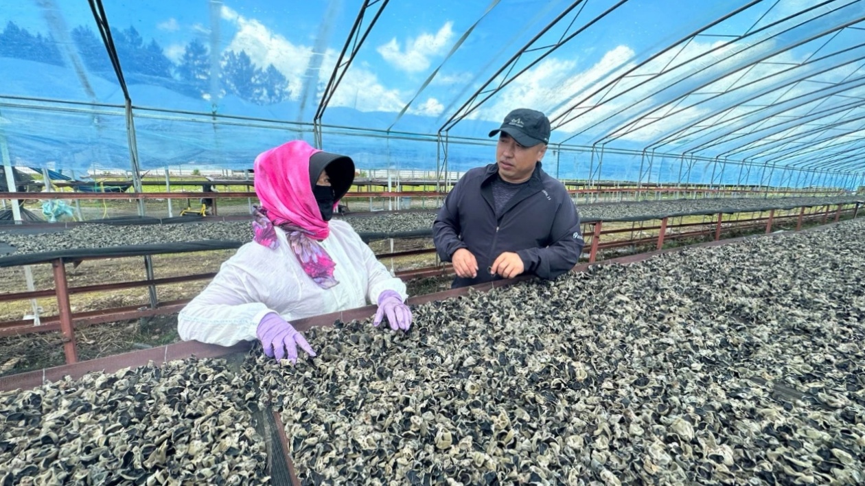 黑龍江寶清：小小黑木耳  開出「致富花」