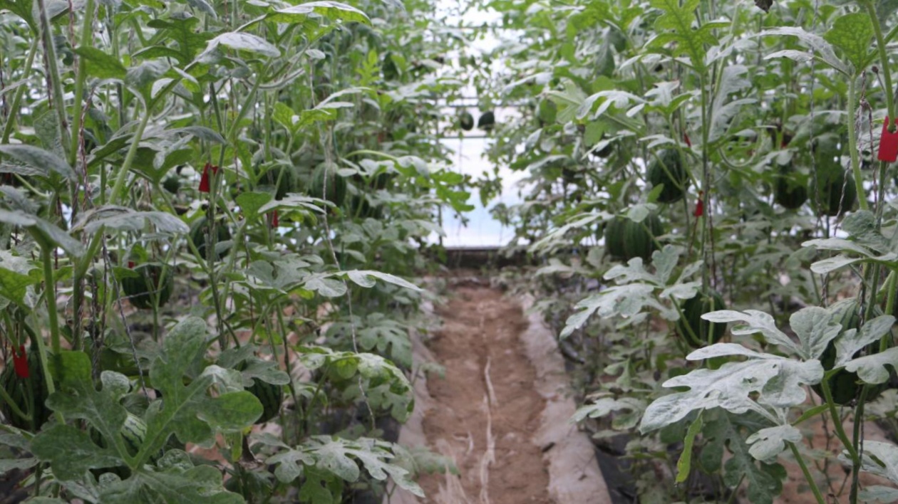 甘肅涼州：特色產業撐振興