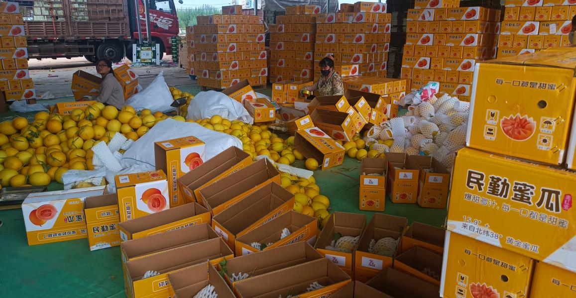 甘肅民勤蜜瓜產銷兩旺：「沙漠甜蜜」遍地開花