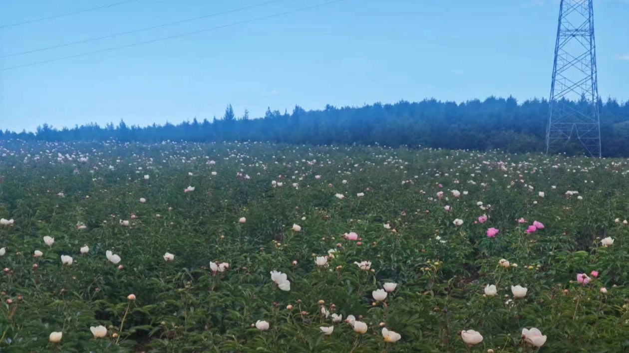  漠河：推進綠色農業發展 農業「含綠量」「含金量」雙提升