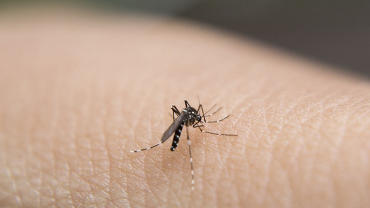 過去一周本港錄得1宗登革熱個案 病人潛伏期內曾到越南