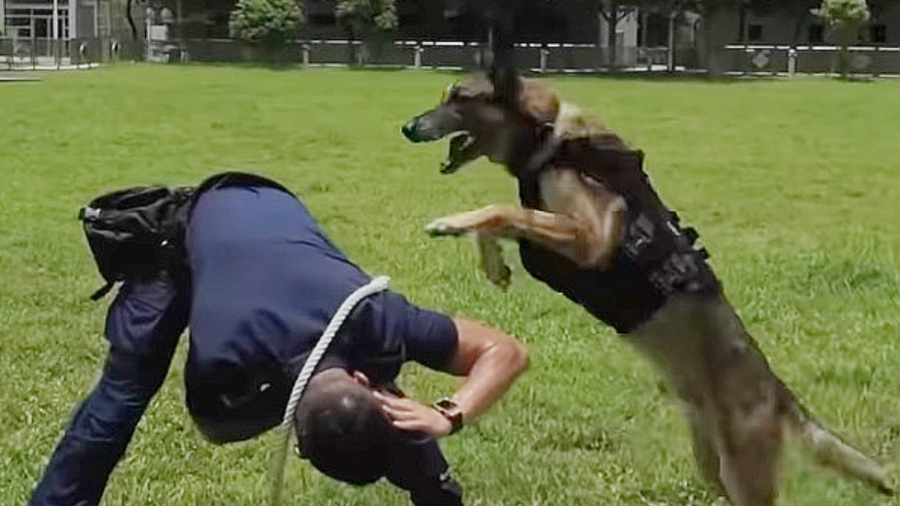 警員領養退役警犬 「國際狗狗日」呼籲勿棄養