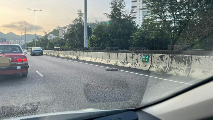 吐露港公路3頭野豬遭4輛私家車撞斃