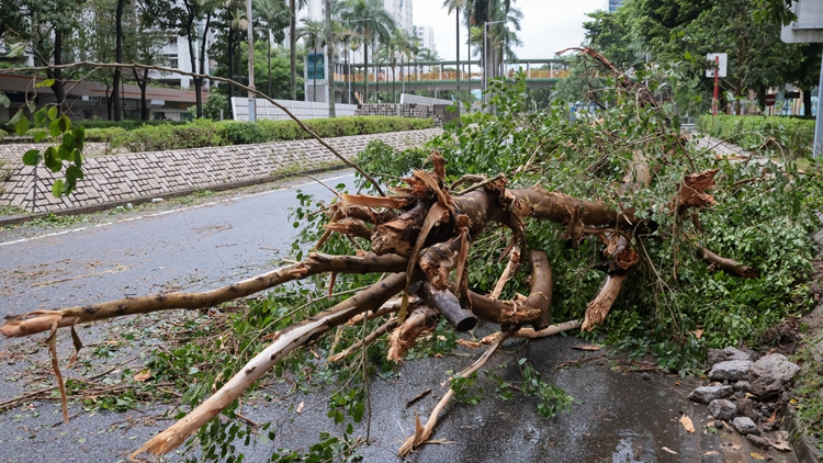 環保署：颱風後塌樹及園林廢物可運往Y·PARK［林·區］臨時收集點處理