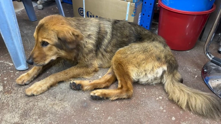 寶蓮禪寺員工遺棄兩隻狗 「細妹」失蹤一個月後尋回