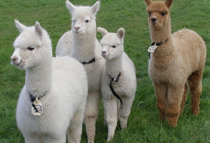 中國科研人員從羊駝體內分離出抗體 能強效抑制艾滋病病毒