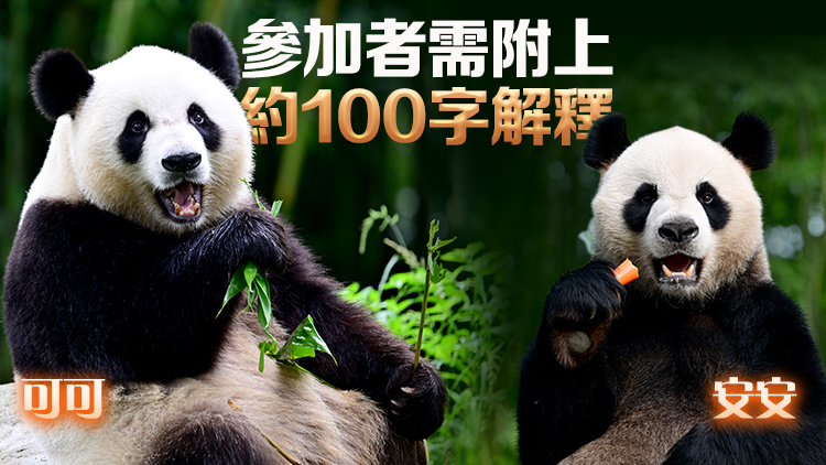 楊潤雄：10月2日至27日進行中央贈港大熊貓命名徵集活動