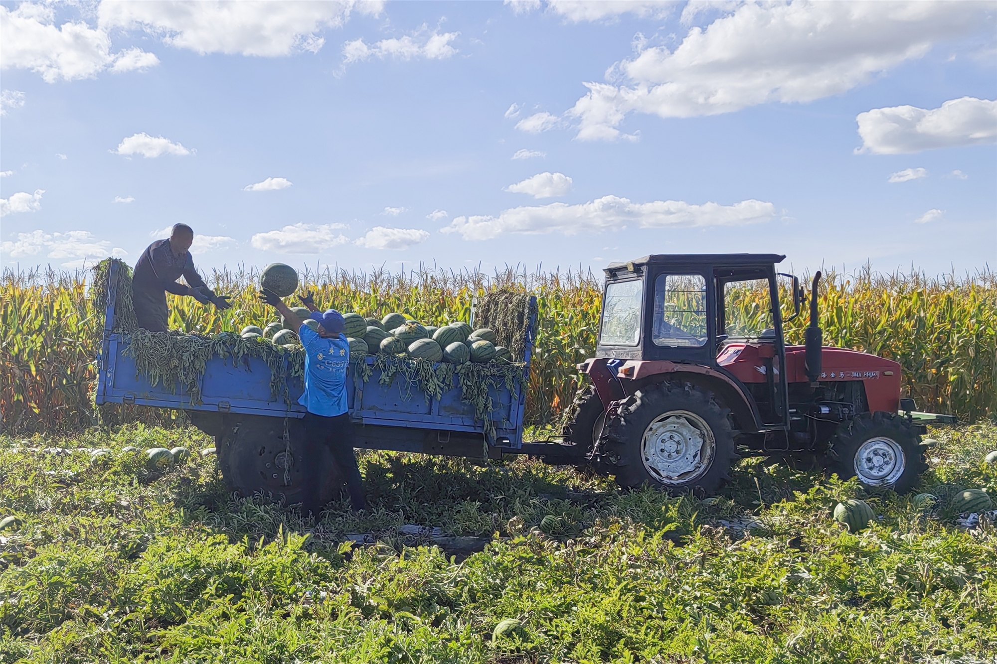 黑龍江寶清：大學生返鄉創業 晚西瓜變身「致富果」