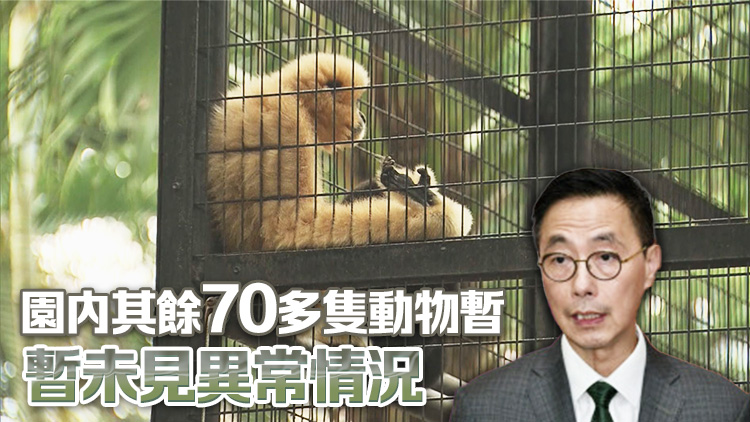 香港動植物公園累計10猴死 楊潤雄：目前預防工作足夠
