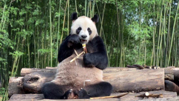 中央贈港大熊貓命名比賽反應熱烈 收逾2.26萬份建議
