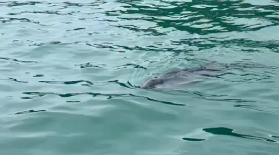 漁護署：政府擬發現非本地棲息鯨魚 或將劃定「臨時海洋限制區」