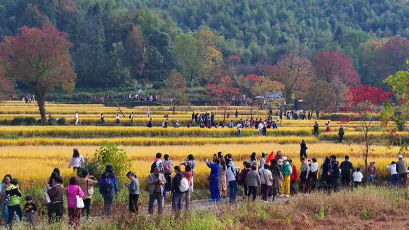 從「一季火」到「四季紅」 皖黟縣宏村塔川「高顏值」有「高產值」 從「一季火」到「四季紅」 皖黟縣宏村塔川「高顏值」有「高產值」