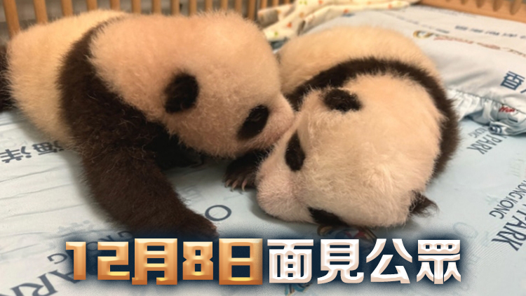 首對港產大熊貓雙胞胎BB 龐建貽料農曆新年後和市民見面