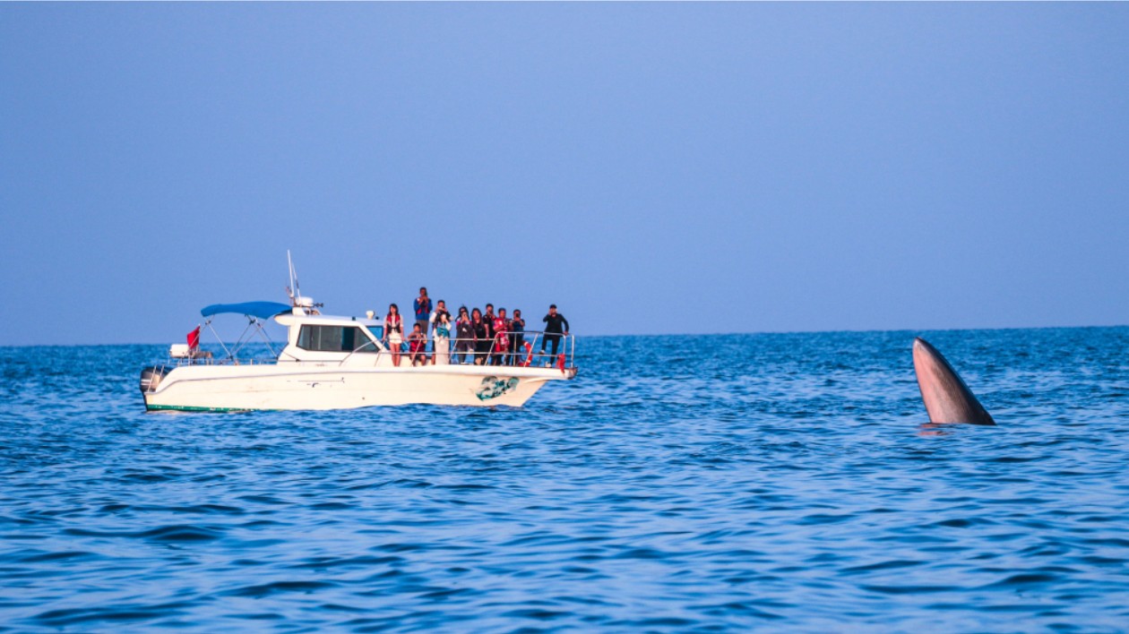 《潿洲島觀鯨指南》發布