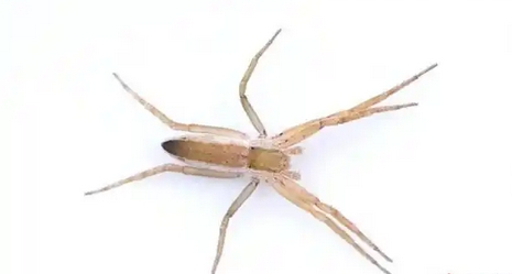 中國科研人員發現蜘蛛新屬 含兩種新物種