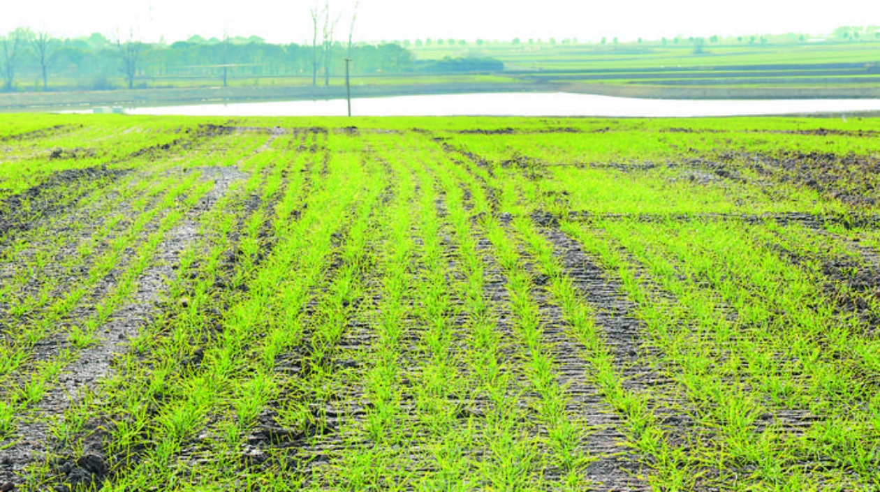 安徽巢湖：打通「經脈」糧田變「良田」