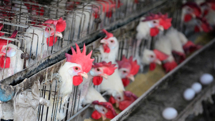 本港暫停進口美國11州15縣禽肉及禽類產品