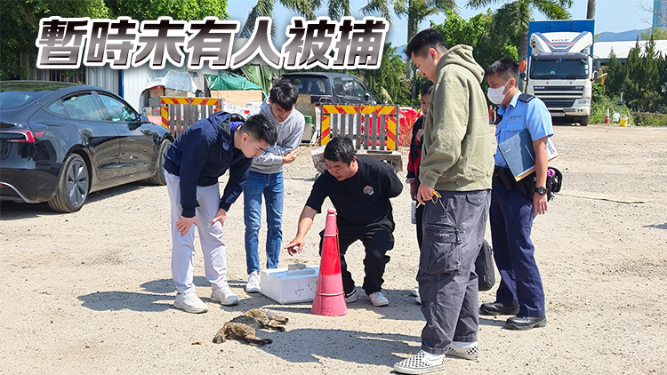 上水河上鄉虐殺花貓 警列殘酷對待動物案