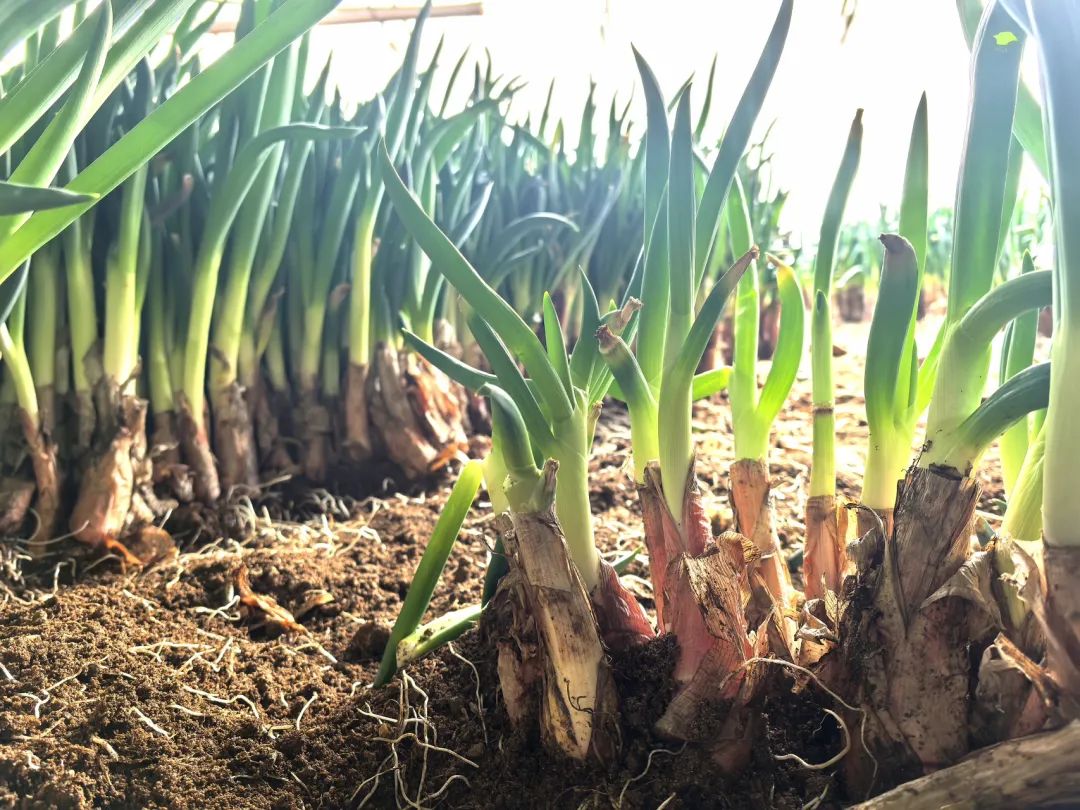 黑龍江寶清：閒置大棚變身「聚寶盆」