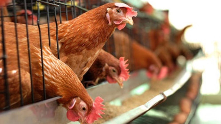 爆發高致病性禽流感 本港暫停進口波蘭多地禽肉及禽類產品