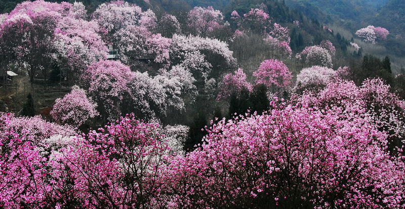 有片｜第五屆「巴山蜀水·運動川渝」江油站主題曲《辛夷之戀》正式發佈