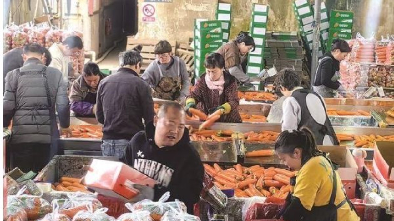 胡蘿蔔喜豐收  種植戶笑開顏