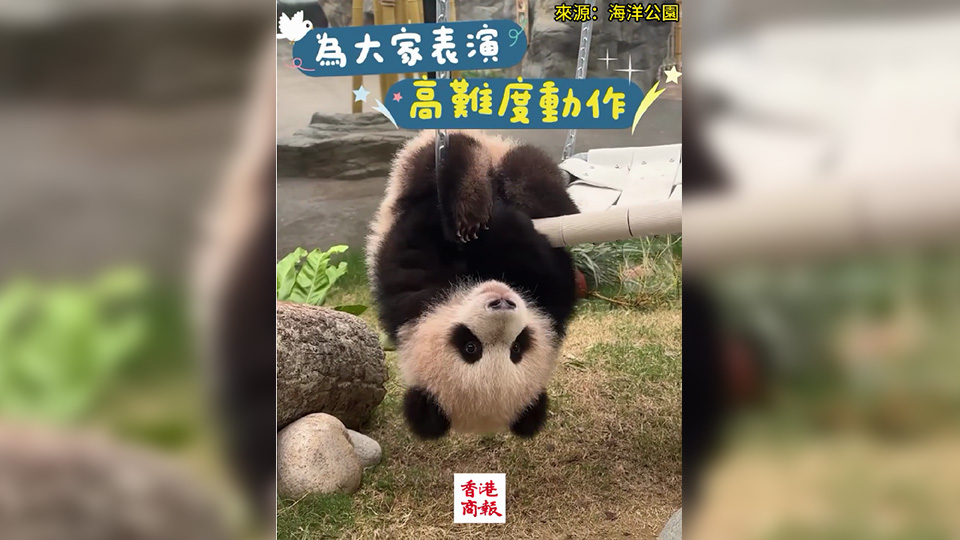 有片｜「家姐」上演高難度動作——倒掛金鈎