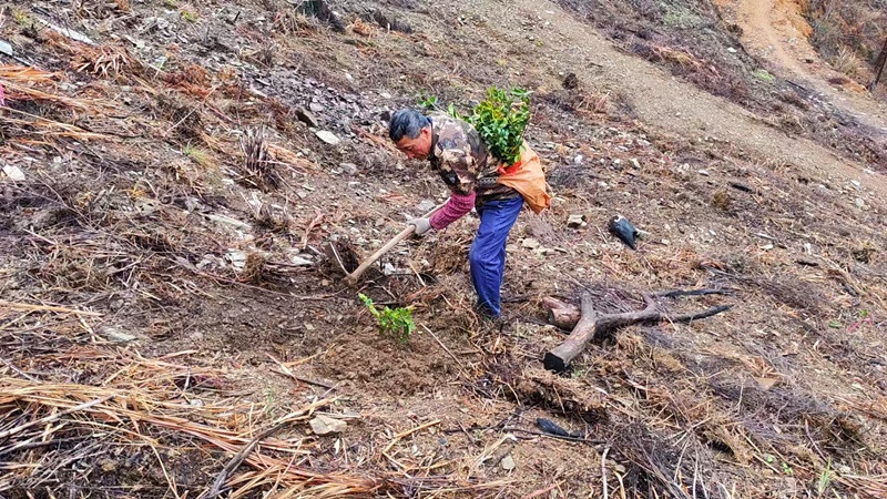 皖黟縣漁亭鎮：油茶拓新路 增收好致富