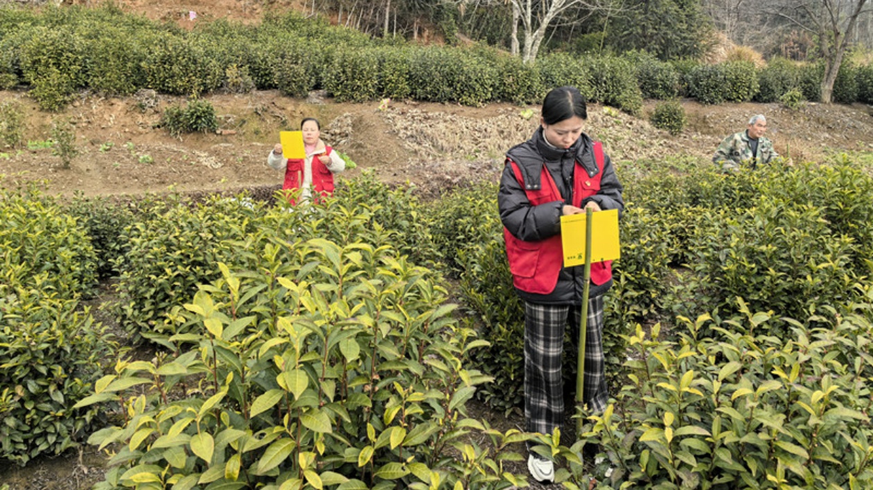 皖黟縣碧陽鎮：聚焦綠色防控 護航「生態好茶」