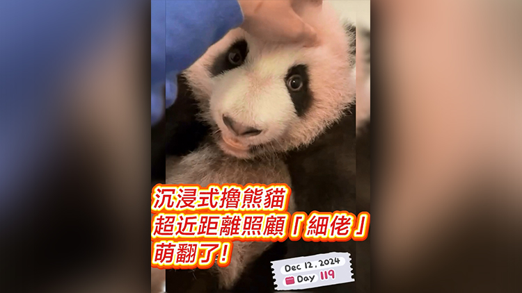 有片 | 沉浸式擼熊貓 超近距離照顧「細佬」 萌翻了！