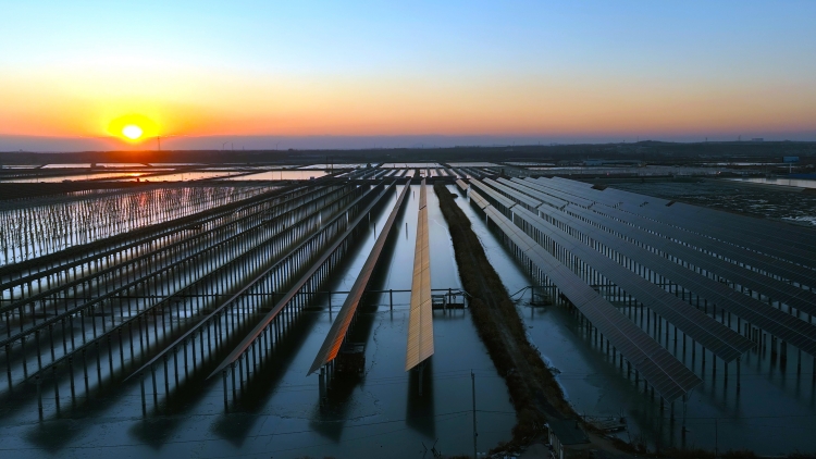 綠電服務助力大連「雙碳」實踐——國網大連供電公司創新服務賦能綠色發展