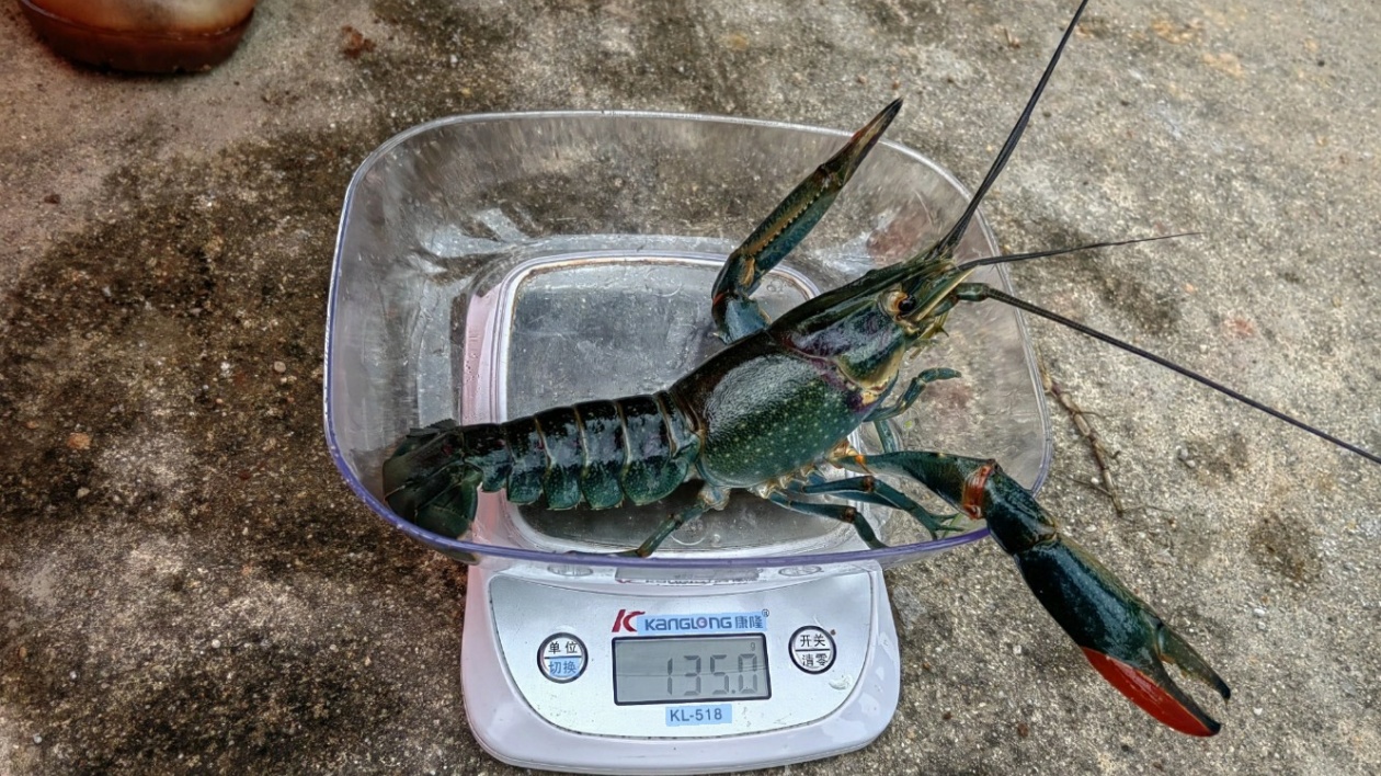 海南定安龍湖稻蝦通過驗收 預計3月底上市