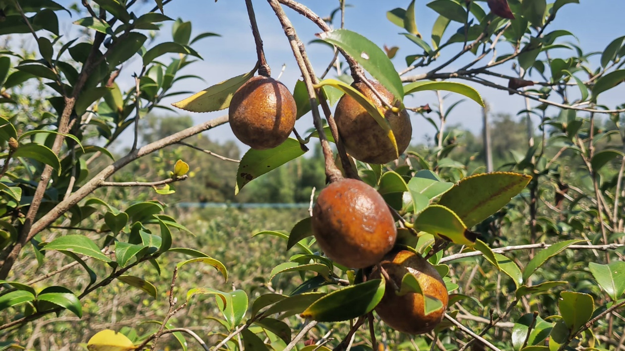 「龍川山茶油」入選廣東商標品牌建設優秀案例