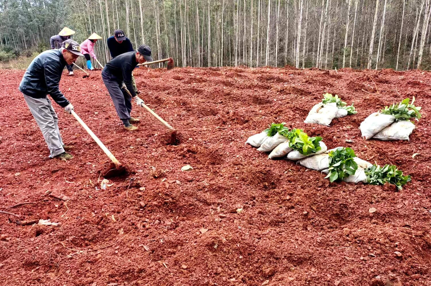 桂賀州平桂區年計劃增種中藥材超2萬畝
