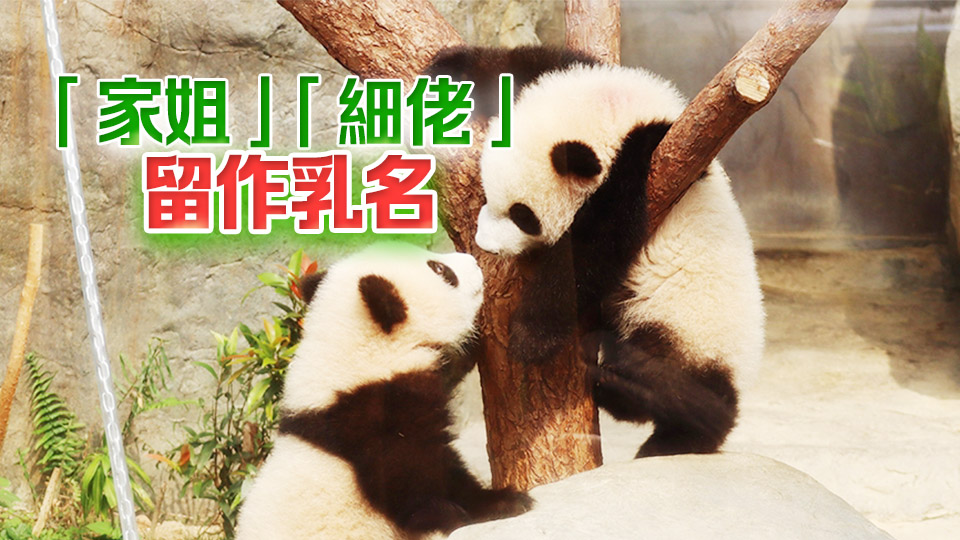 大熊貓龍鳳胎命名比賽截止 收逾3.57萬份建議