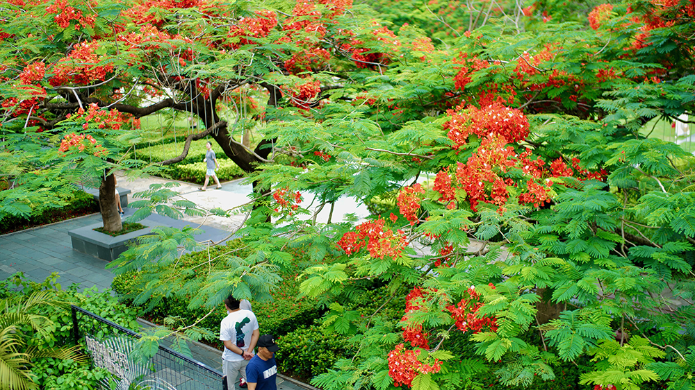 怕冷星人有救啦！陽光回歸，深圳氣溫開啟「逆襲模式」