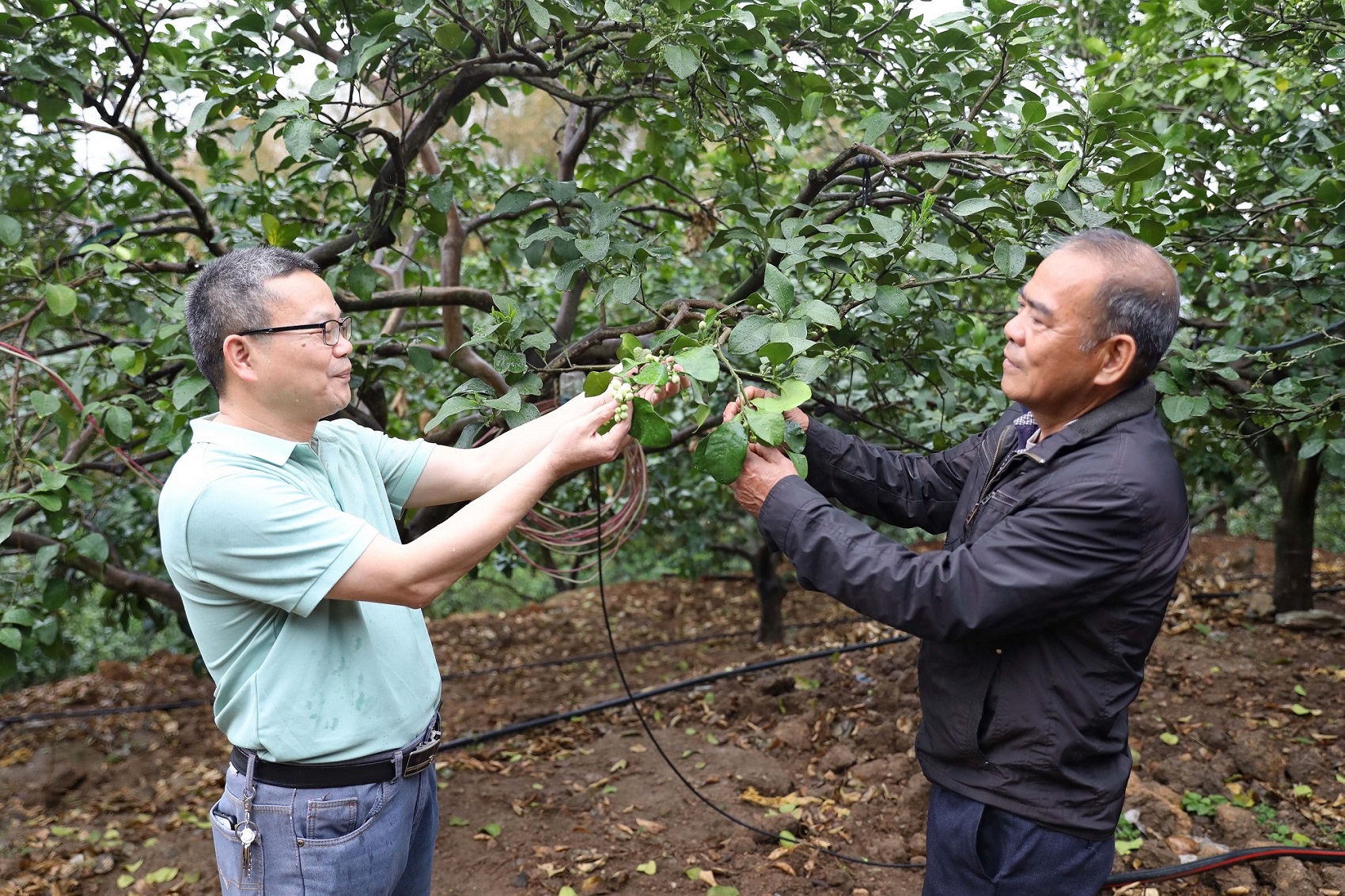 桂容縣科技賦能抗旱保柚