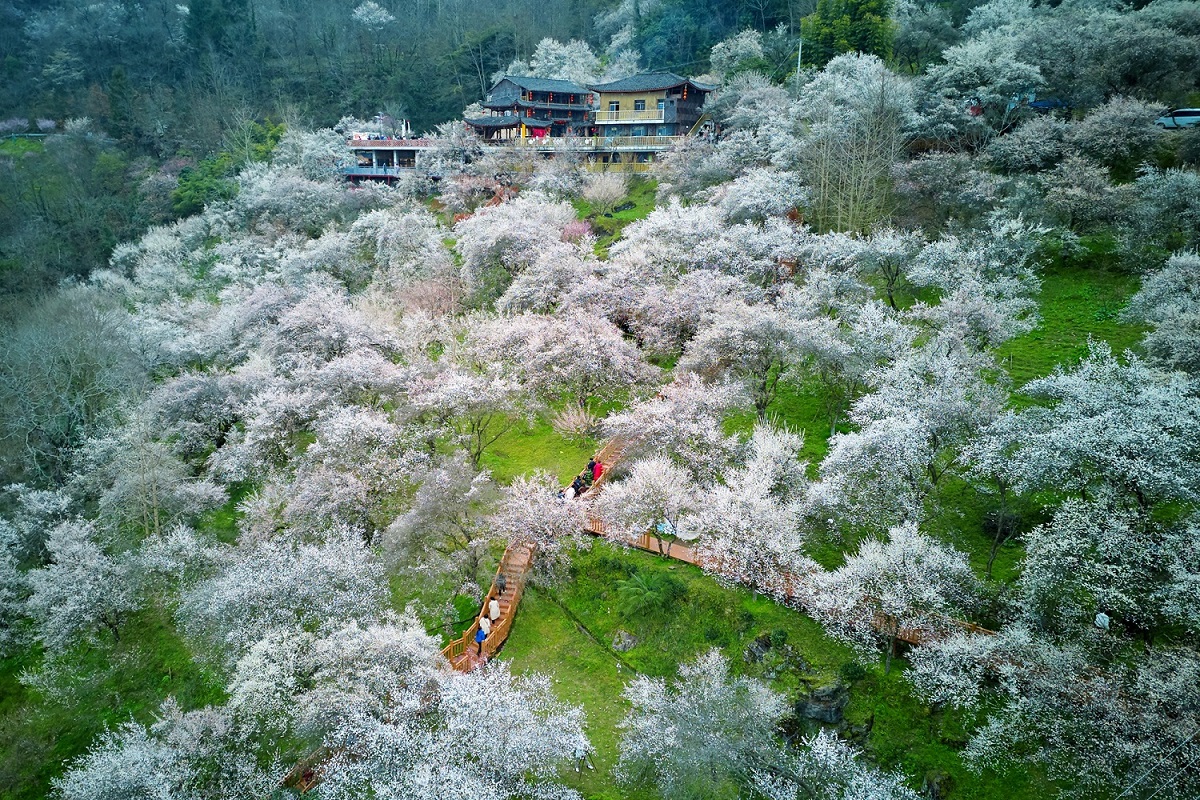 四川平武：萬畝梅林迎來盛花期 十里繁花春意正濃