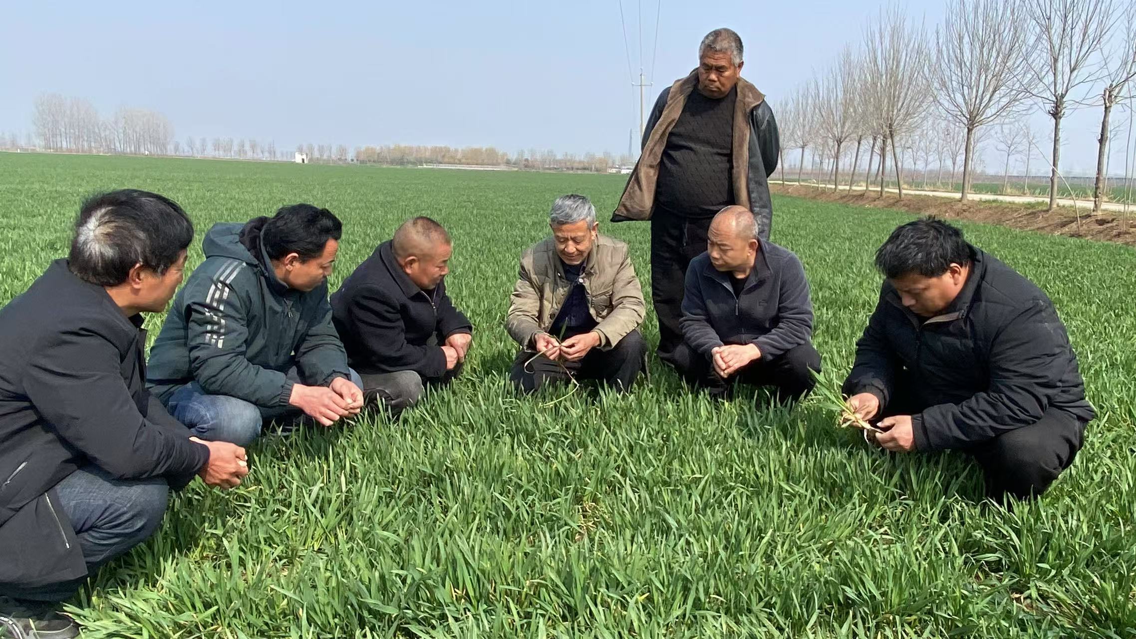 河南臨潁：百名農技人員全力助推小麥春管生產
