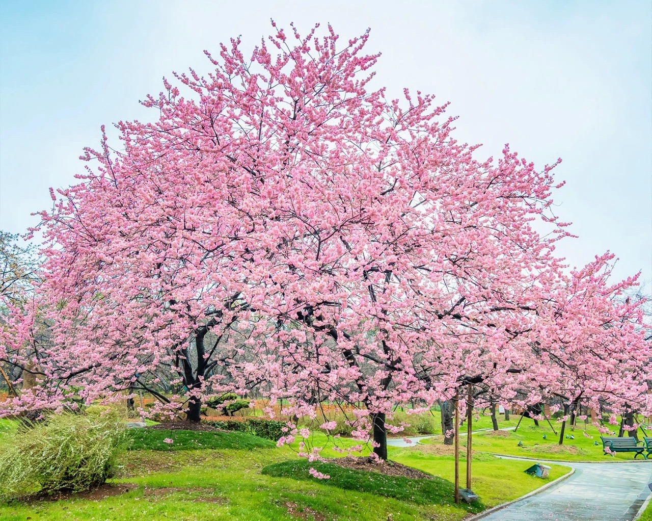 武漢櫻花季：向全球遊客發出浪漫春日邀約