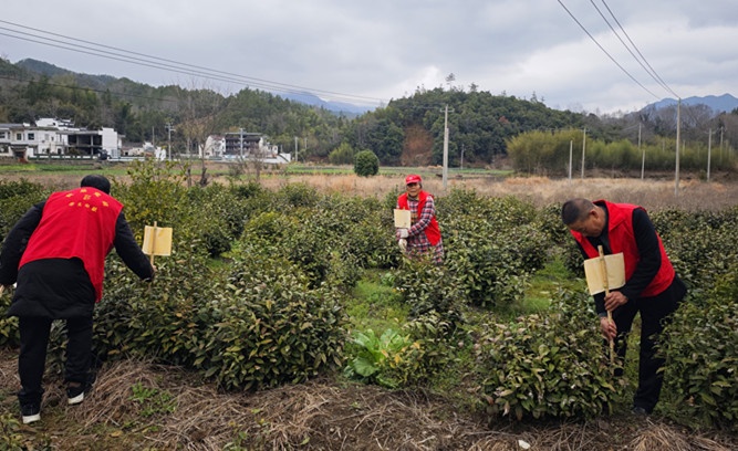 皖黟縣西遞鎮：「金甲衛士」護守生態茶園